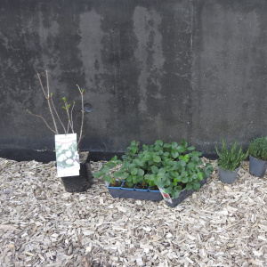 fraisiers, plantes aromatiques attendent sagement…