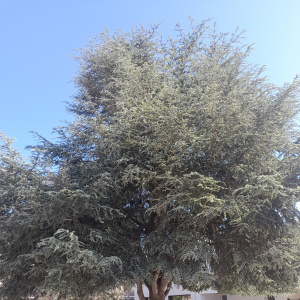 LE sapin de la cour !