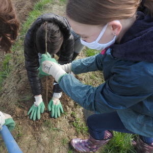 Le plant bien droit, la terre bien tassée. L'arbre n'a plus qu'à pousser !